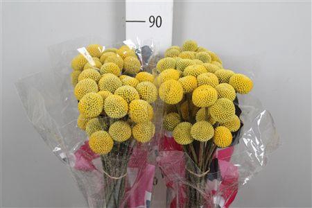 <h4>Cras Paintball Pop</h4>