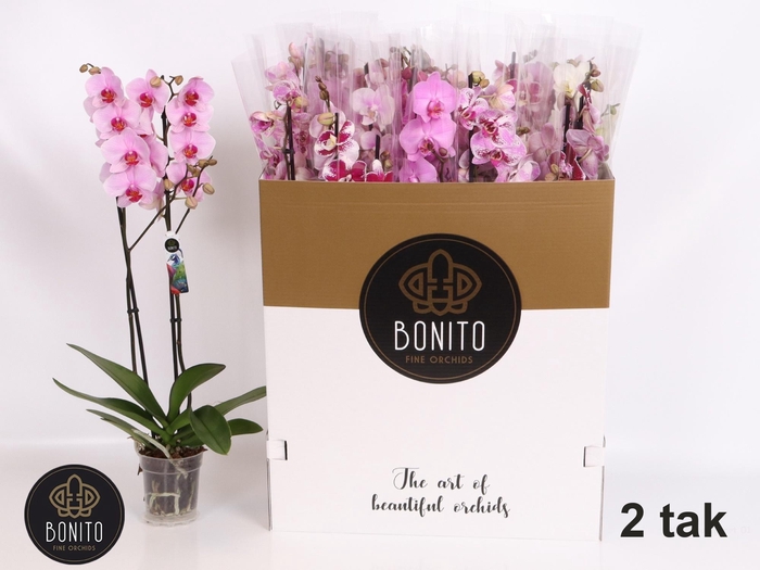 <h4>PHAL GEM 7 KL</h4>