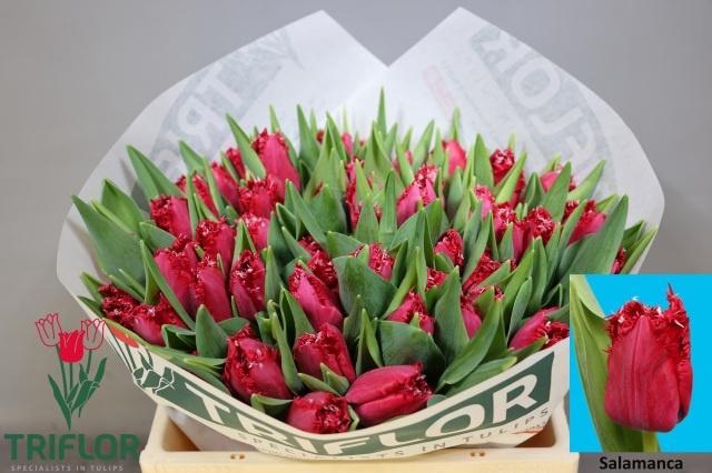 <h4>TU FR SALAMANCA</h4>