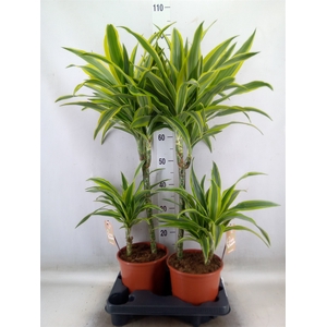 Dracaena fr de 'LemonLime'