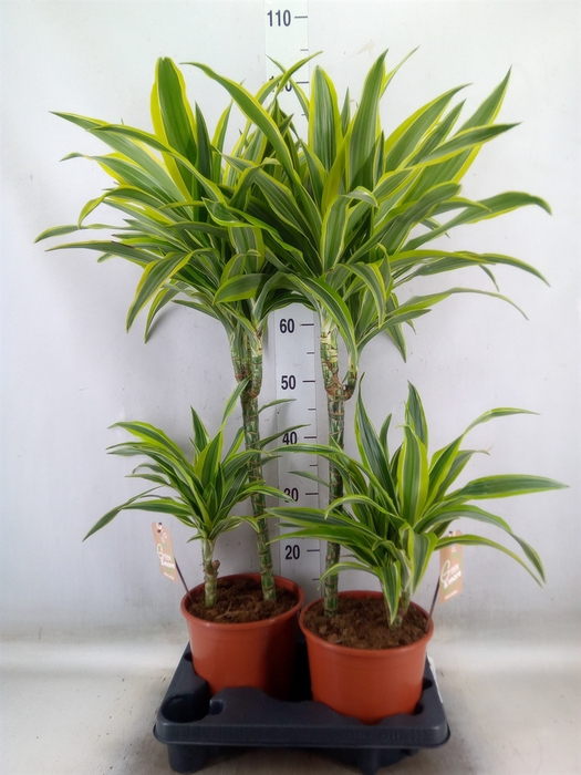 <h4>Dracaena fr de 'LemonLime'</h4>