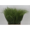Panicum Fountain
