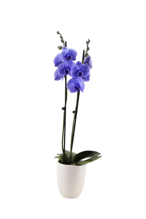 <h4>Hugo White Phal I Am Purple 2T14+</h4>