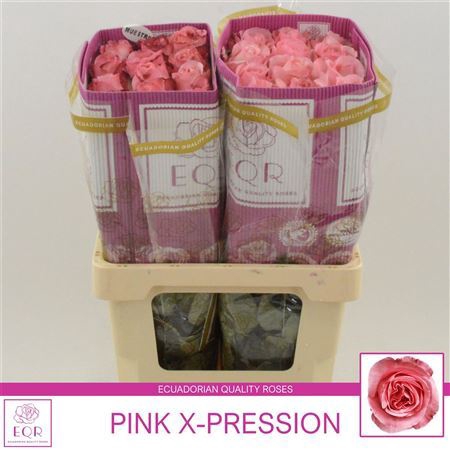 <h4>Rosa large flowered Pink X-Pression</h4>