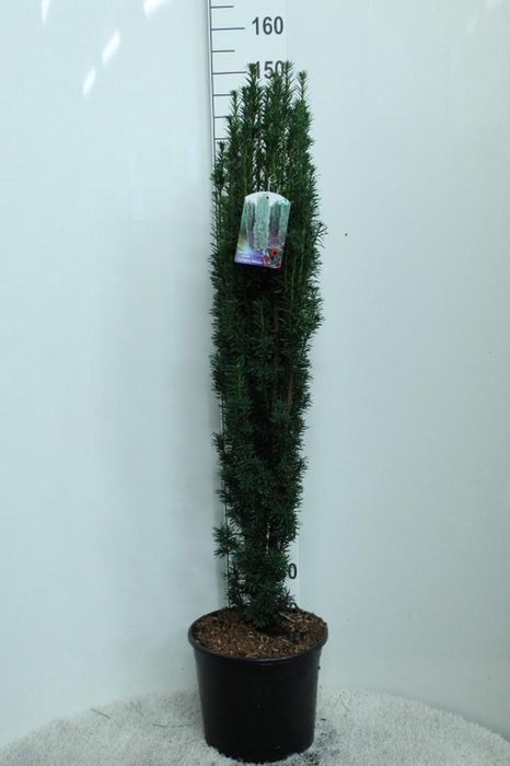 <h4>Taxus baccata 'Fastigiata' P35 potgedrukt</h4>