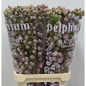 Delph Dewi Pink Spijker Wigchert