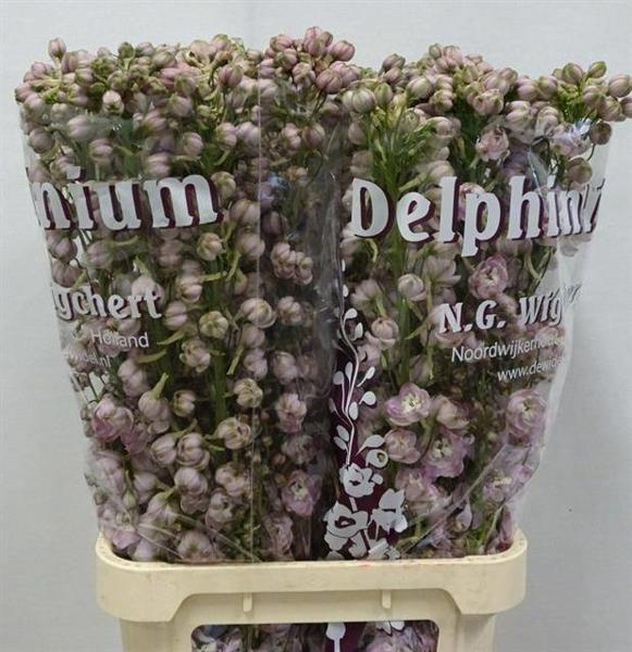 <h4>Delph Dewi Pink Spijker Wigchert</h4>