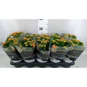Kalanchoe blos. 'RosDon Pedro'