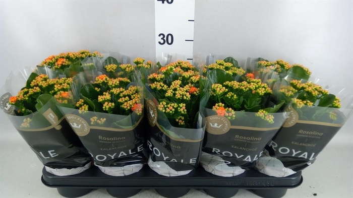 <h4>Kalanchoe blos. 'RosDon Pedro'</h4>