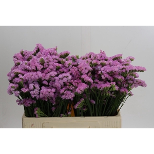 Limonium sinuatum Lucia Pink