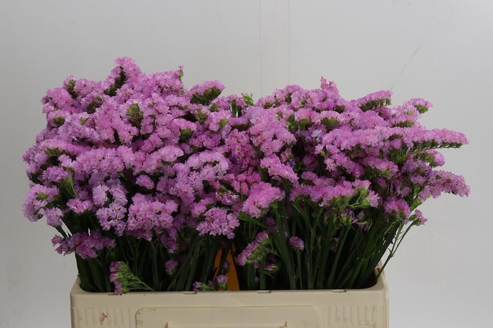 <h4>Limonium sinuatum Lucia Pink</h4>