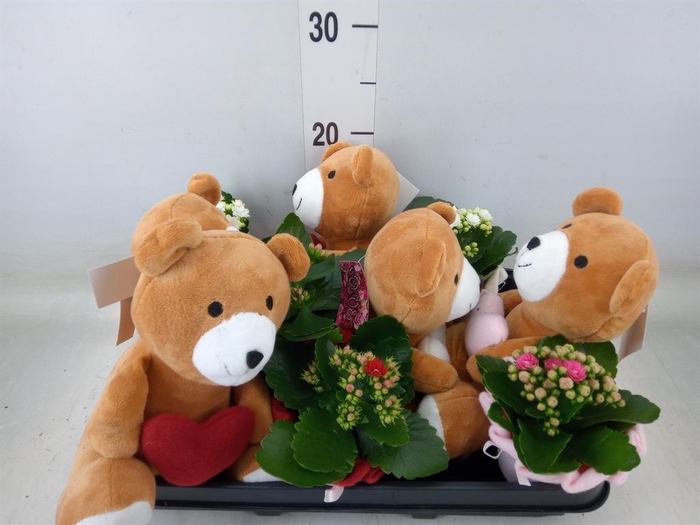 <h4>Arr.    Planten  L%</h4>