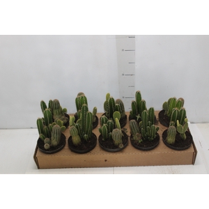 CACTUS VARIADO P11