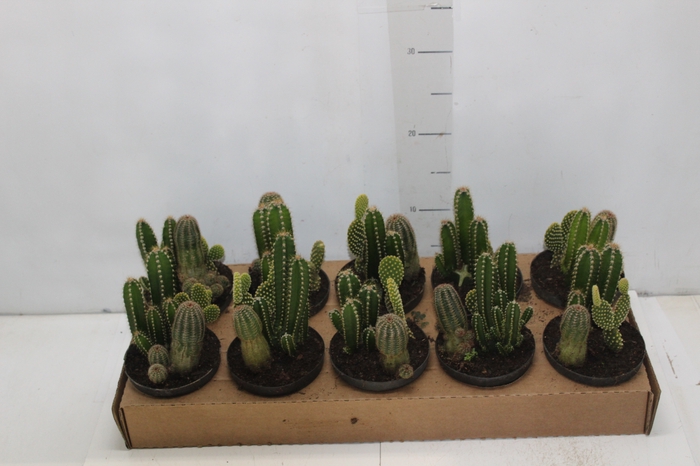 <h4>CACTUS VARIADO P11</h4>