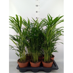 Dypsis lutescens   ...Chrysalidoca