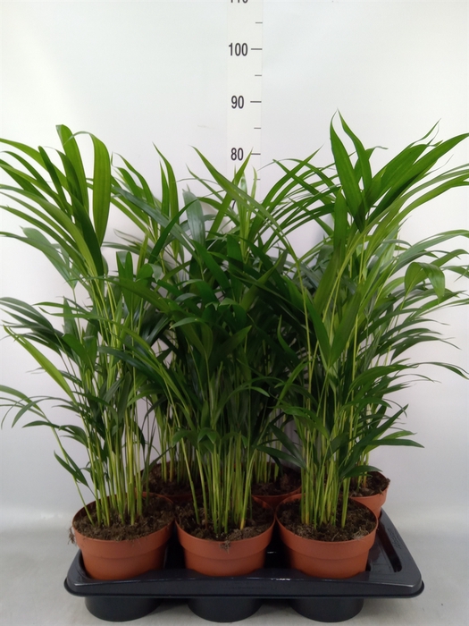 <h4>Dypsis lutescens   ...Chrysalidoca</h4>
