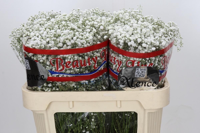 <h4>Gyps Xlence</h4>