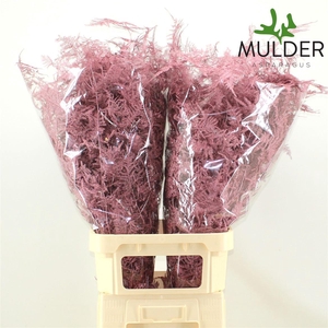 Asp Klb H% L. Getopt Rose-gold