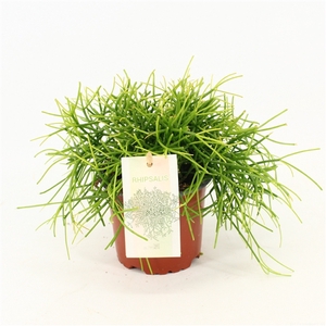 Rhipsalis cassutha Oasis