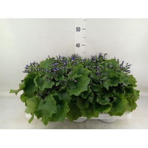 Pericallis cr. 'Senetti Violet Bic'