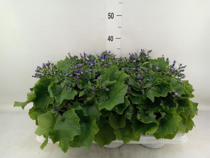 <h4>Pericallis cr. 'Senetti Violet Bic'</h4>