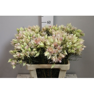 Serruria Blushing Bride 6-9 Flowers