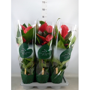 Anthurium andr. 'Melodia Ibis'