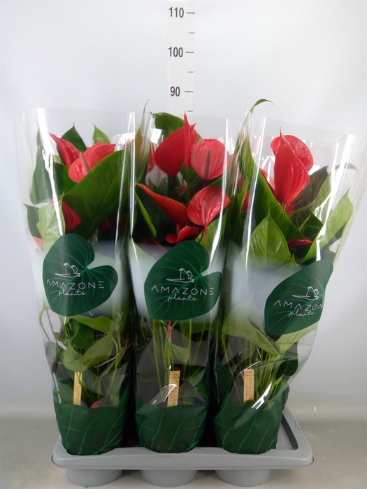 <h4>Anthurium andr. 'Melodia Ibis'</h4>