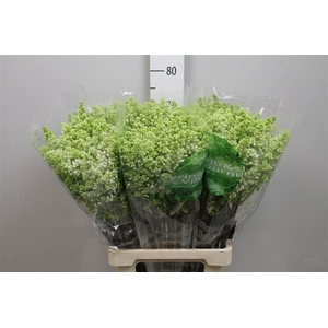 Syr V Mme Fl Stepman 4+