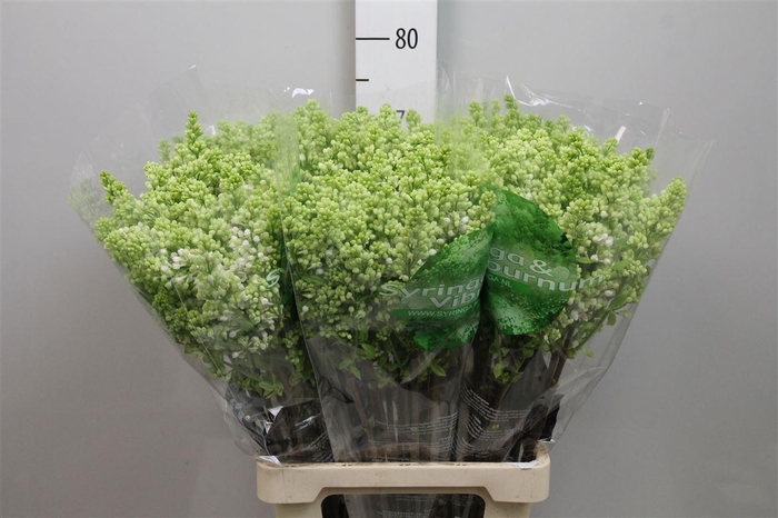 <h4>Syr V Mme Fl Stepman 4+</h4>