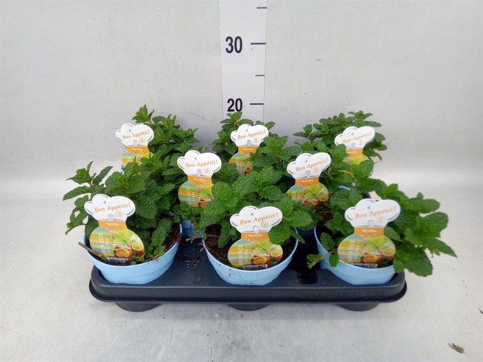 <h4>Mentha spicata</h4>