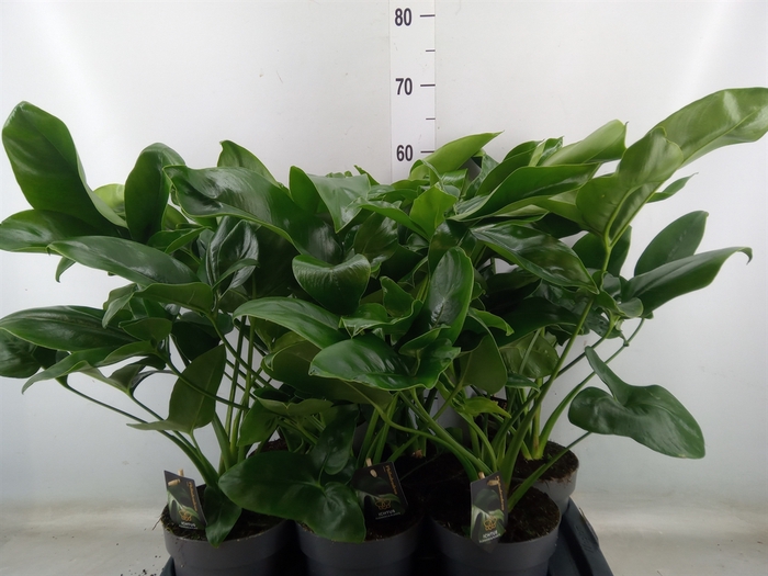 <h4>Philodendron  'Fun Bun'</h4>