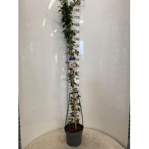 Clematis forst. 'Avalanche'