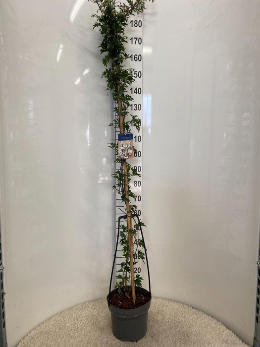 <h4>Clematis forst. 'Avalanche'</h4>