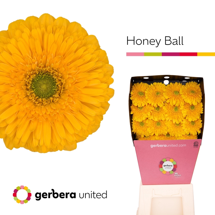 <h4>Gerbera Pomponi Honey Ball Diamond per kaart</h4>