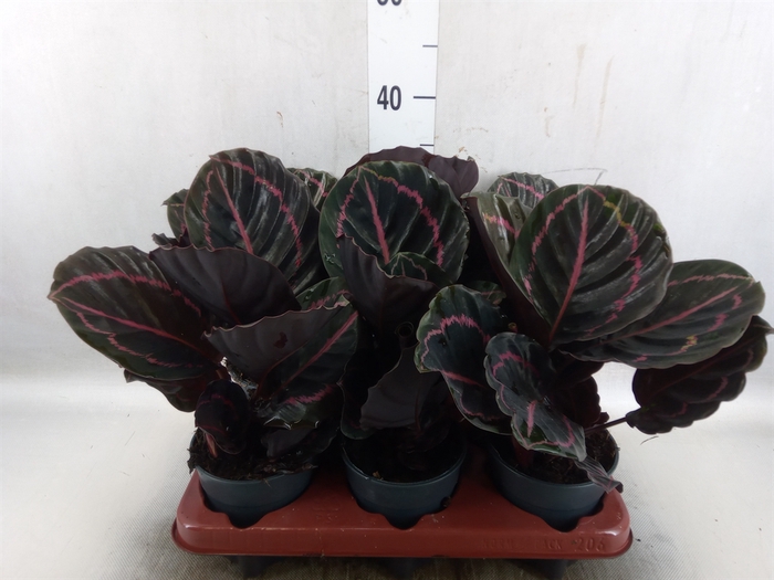 <h4>Calathea roseopicta 'Dottie'</h4>