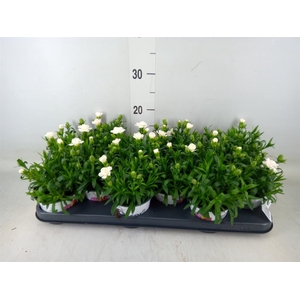 Dianthus  'Super Trouper Oscar'