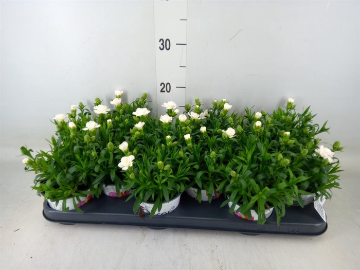 <h4>Dianthus  'Super Trouper Oscar'</h4>