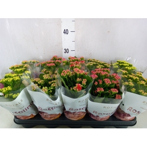 Kalanchoe blos. 'RoyalDon'   ..mix