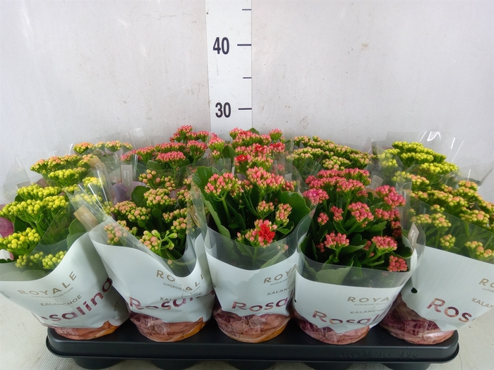 <h4>Kalanchoe blos. 'RoyalDon'   ..mix</h4>