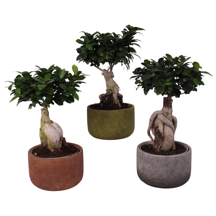 <h4>Ficus m. Ginseng Ball Shape Ø15cm in Ø18cm Ceramic NT467</h4>