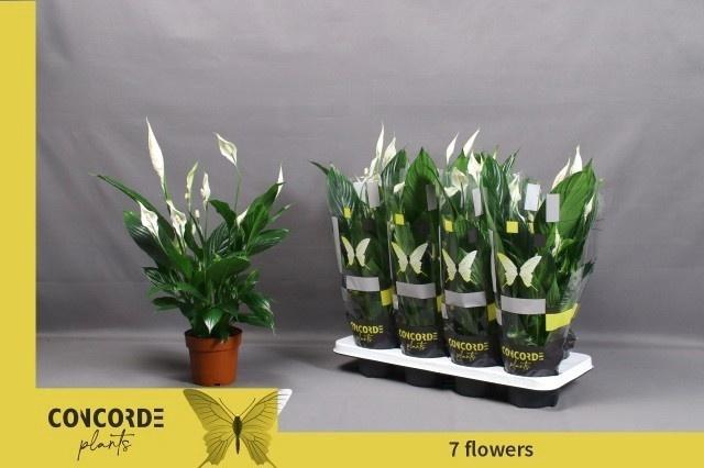 <h4>SPATH PICO CUPIDO</h4>