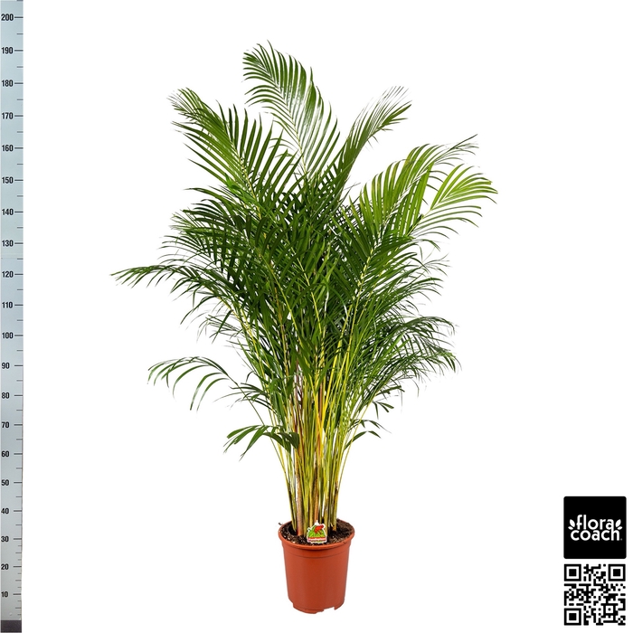 <h4>DYPSIS LUTESCENS</h4>