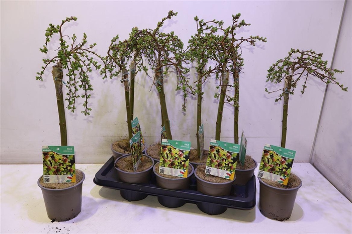 <h4>Salix Arbuscula</h4>