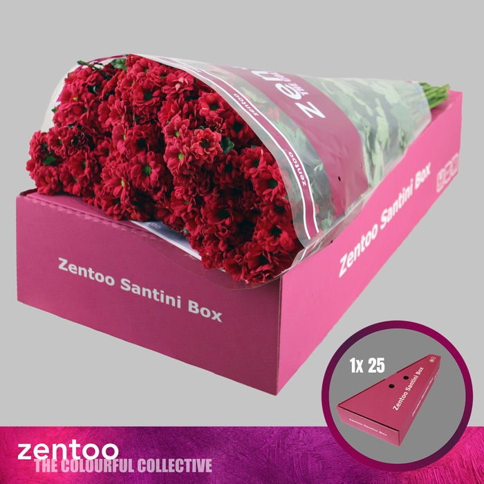 <h4>CHR S MELISSA RED</h4>