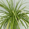 Carex 'Everillo'