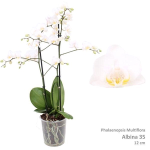Phal. Multiflora 