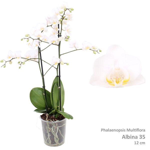 <h4>Phal. Multiflora "Albina 35" 2-tak</h4>