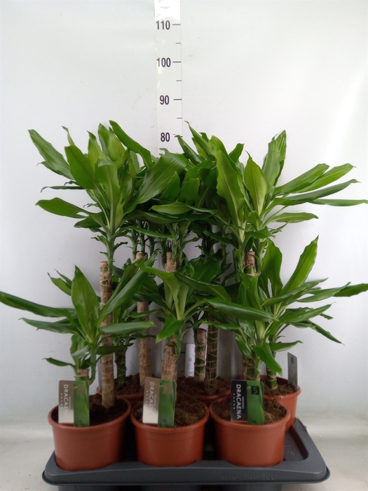 <h4>Dracaena frag. 'Steudneri'</h4>