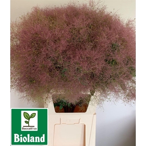 Cotinus Coggygria